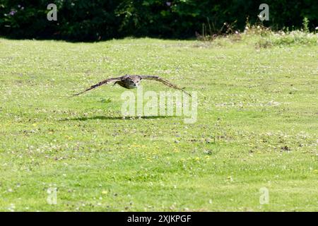 Captive bred Eurasian Eagle Owl (Bubo bubo) flying low over a field in the English countryside. Stock Photo