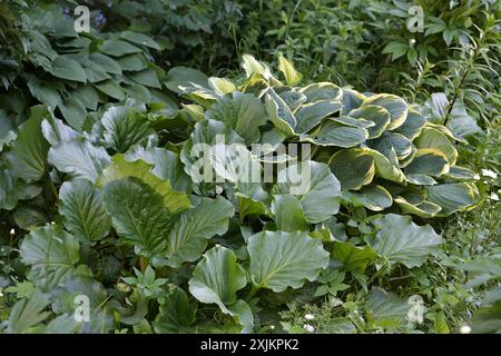 Different hosts and badan in the landscape design Stock Photo