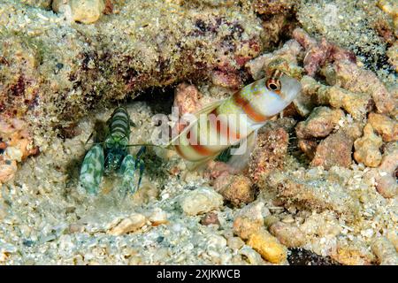 Symbiosis symbiotic behaviour of masked shrimpgoby (Amblyeleotris gymnocephala) synonym (Cryptocentrus sungami) and Proterorhinus marmoratus (Alpheus Stock Photo