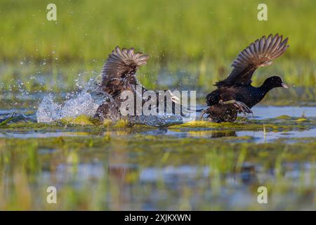 Eurasian Coot, Coot, Coot Rail, Black Coot, (Fulica atra), Two fighting coots, Hides de El Taray / Floating Hid, Villafranca de los Caballeros Stock Photo