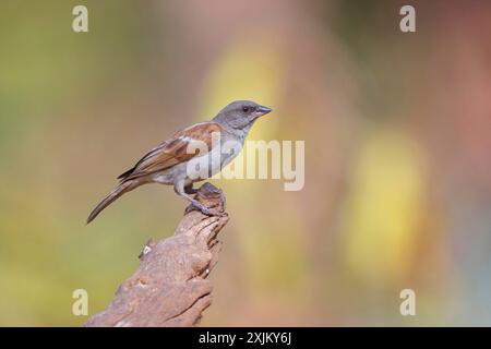 Grey-headed Sparrow, Passer griseus, Northern Grey-headed Sparrow, Northern Grey-headed Sparrow, Moineau gris, Gorriâˆšâ‰¥n gris, Tendaba camp Stock Photo