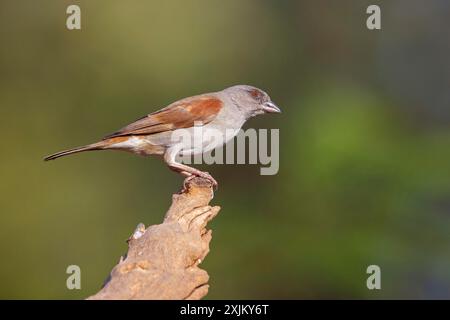 Grey-headed Sparrow, Passer griseus, Northern Grey-headed Sparrow, Northern Grey-headed Sparrow, Moineau gris, Gorriâˆšâ‰¥n gris, Tendaba camp Stock Photo