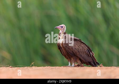 Hooded Vulture, CNecrosysrtes monachus), goshawk family, Kotu area, Kotu, South Bank, Gambia Stock Photo