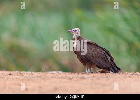 Hooded Vulture, CNecrosysrtes monachus), goshawk family, Kotu area, Kotu, South Bank, Gambia Stock Photo