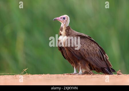 Hooded Vulture, CNecrosysrtes monachus), goshawk family, Kotu area, Kotu, South Bank, Gambia Stock Photo