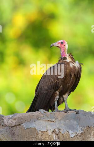 Hooded Vulture, CNecrosysrtes monachus), family of goshawks, Brufut woods, Brufut, South Bank, Gambia Stock Photo