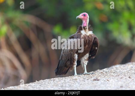 Hooded Vulture, CNecrosysrtes monachus), goshawk family, Farasutu area, Farasutu, South Bank, Gambia Stock Photo