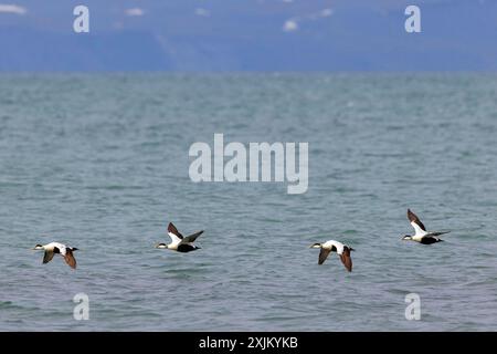 Common eider (Somateria mollissima), duck birds, four drakes flying over a body of water, Longyearbyen, Svalbard Spitsbergen, Norway Stock Photo