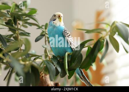 Pet parrot. Beautiful budgerigar sitting on tree indoors, low angle view Stock Photo