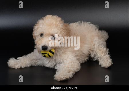 Poodle puppy with ball in mouth isolated on black studio backgroud Stock Photo