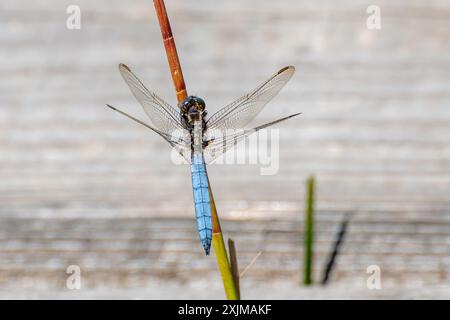 Male keeled skimmer dragonfly (Orthetrum coerulescens), England, UK Stock Photo