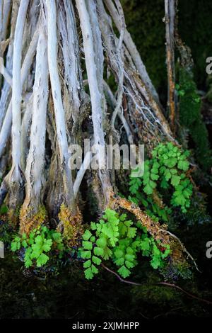 Southern maidenhair fern (Adiantum capillus-veneris), Pteridaceae. Perennial herbaceous fern, ornamental plant. Stock Photo