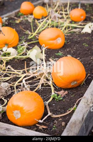 Pumpkins growing in a raised bed in a vegetable garden in autumn, UK Stock Photo