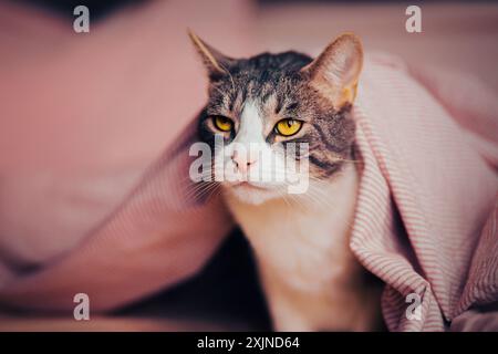 A fluffy, striped domestic cat is sitting on the bed, peeking out from under a soft, pink blanket. After resting, the cat has awoken. Stock Photo