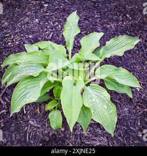 Hosta (plantain lily) leaves on black mulch background Stock Photo