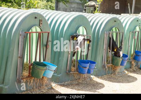 calf huts on a dairy farm Stock Photo