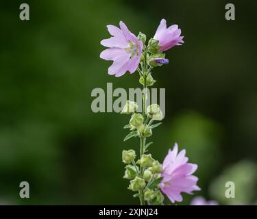 Musk-mallow flowers with their pink petals. Musk Mallow, Malva moschata, in flower. Summer flower background. Stock Photo