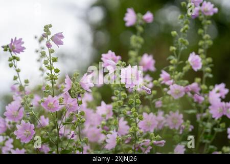 Musk-mallow flowers with their pink petals. Musk Mallow, Malva moschata, in flower. Summer flower background. Stock Photo