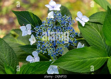 Clerodendrum bungei, commonly known as rose glory bower, glory flower or Mexican hydrangea is a species of flowering plant in the deadnettle family, L Stock Photo