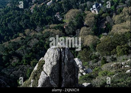 Elevated view of lush green forest with a rocky peak and historic buildings at the moorish castle in Sintra Stock Photo