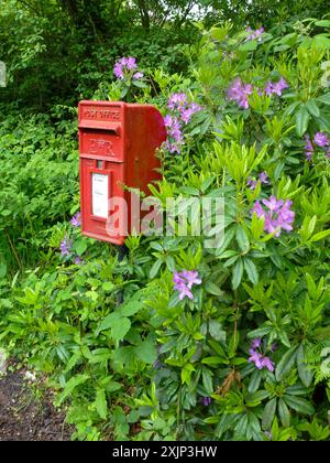 red old english mailbox in a rhododendron bush Stock Photo