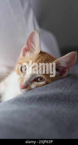 Young orange cat lying on a sofa looking at the camera. Stock Photo
