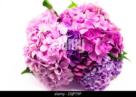 Purple hydrangea also known as  hortensia flowers isolated on white background Stock Photo