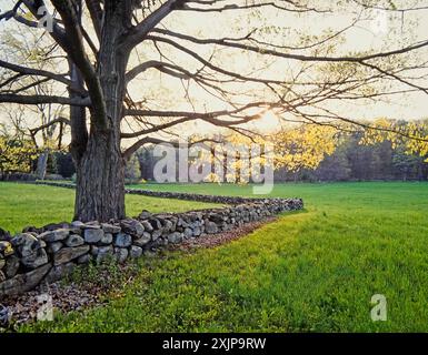 Spring time scene with a large tree with vibrant spring foliage stands beside a stone wall in a rural field. The sun sets in the distance, casting a w Stock Photo