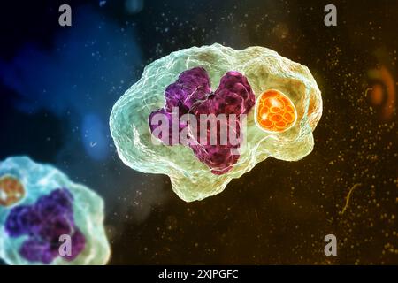 Illustration of Ehrlichia bacteria morula within macrophages ...