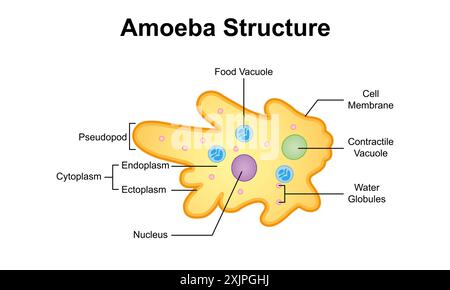 Amoeba structure, illustration Stock Photo - Alamy