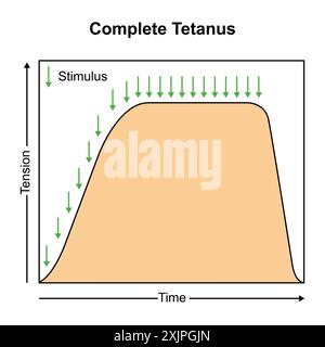 Complete tetanus muscle contraction, illustration. Stock Photo