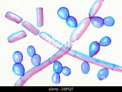 Illustration showing the microscopic fungi Trichosporon, showing septate hyphae, pseudohyphae, and blastoconidia. This fungi causes white piedra, a superficial invasive infection. Stock Photo