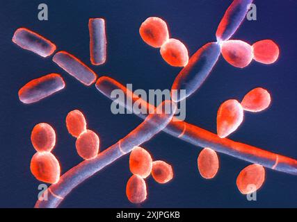 Illustration showing the microscopic fungi Trichosporon, showing septate hyphae, pseudohyphae, and blastoconidia. This fungi causes white piedra, a superficial invasive infection. Stock Photo