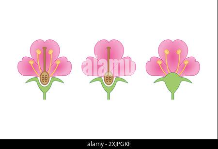 Flowers types, illustration. Stock Photo