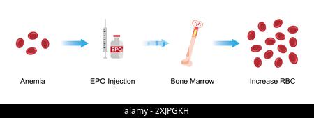 Erythropoietin, illustration. Stock Photo