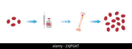 Erythropoietin, illustration. Stock Photo