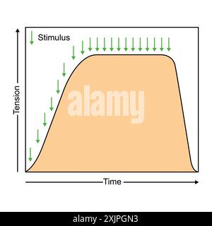 Complete tetanus muscle contraction, illustration. Stock Photo