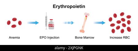 Erythropoietin, illustration. Stock Photo