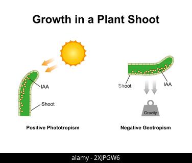 Geotropism Drawing Example Geotropism mechanism, illustration Stock Photo - Alamy