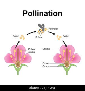 Pollination mechanism, illustration. Stock Photo