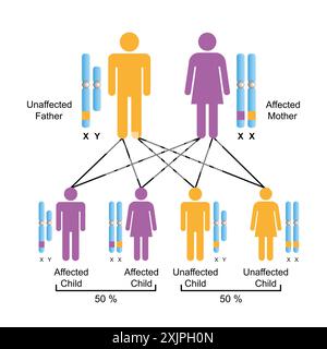 X-linked dominant inheritance, illustration Stock Photo - Alamy