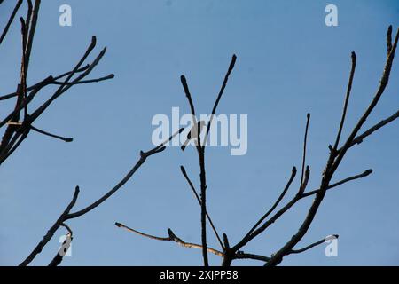 The silhouette of a small bird perched on a small branch of a tree that doesn't have many leaves Stock Photo