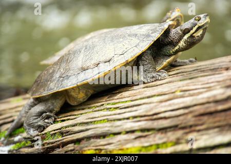 Emydura macquarii is a species of turtle in the family Chelidae. It is a wide-ranging species that occurs throughout many of the rivers of the eastern Stock Photo