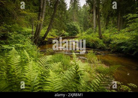 Small river flowing though the forest with fallen trees. Natural summer landscape of woodlands in Latvia, Northern Europe. Stock Photo