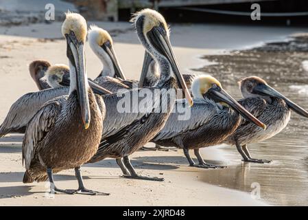 Brown pelicans (Pelecanus occidentalis) along the shoreline of the St. Johns River in Mayport, Florida. (USA) Stock Photo