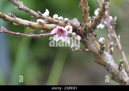 Pink blossom on young Peach “Diamond” tree in Spring in the South of England Stock Photo