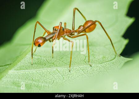 A Myrmaplata plataleoides or Red weaver-ant mimicking Jumper spider on green leaf, Macro photo in Thailand. Stock Photo