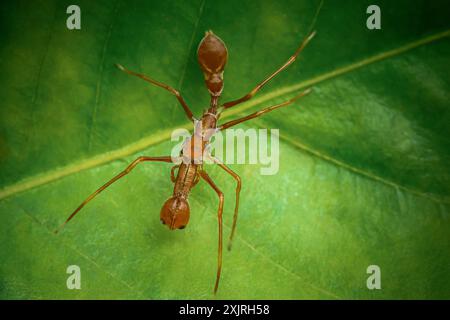 A Myrmaplata plataleoides or Red weaver-ant mimicking Jumper spider on green leaf, Macro photo in Thailand. Stock Photo