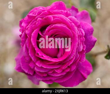 A close up of magenta roses on a summers day Stock Photo