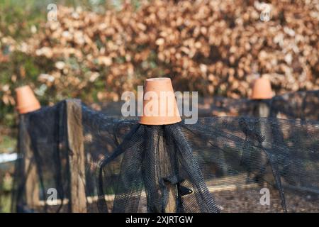 Terracotta plant pots securing horticultural netting over a raised growing bed in a fruit and vegetable garden, UK. Stock Photo